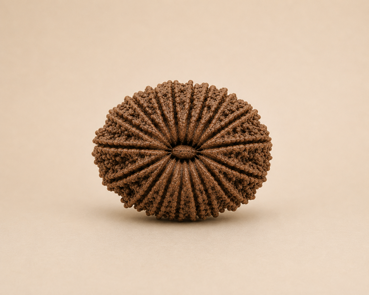 18 Mukhi Rudraksha (Nepal Origin)